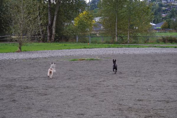 Founders Park Off-Leash Area photo 1